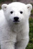 Knut